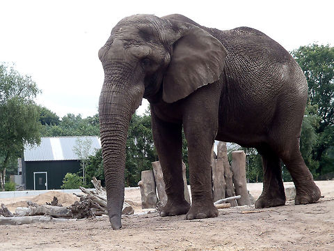 Long snout OLYMPUS DIGITAL CAMERA          African bush elephant,Beekse bergen,Geotagged,Loxodonta africana,The Netherlands