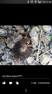 unknown creature please help Found in a garden whilst landscaping Deilephila elpenor,United Kingdo