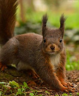 Borko  Bulgaria,Nature,Red squirrel,Sciurus vulgaris,littlebuddies,outdoor,squirrel