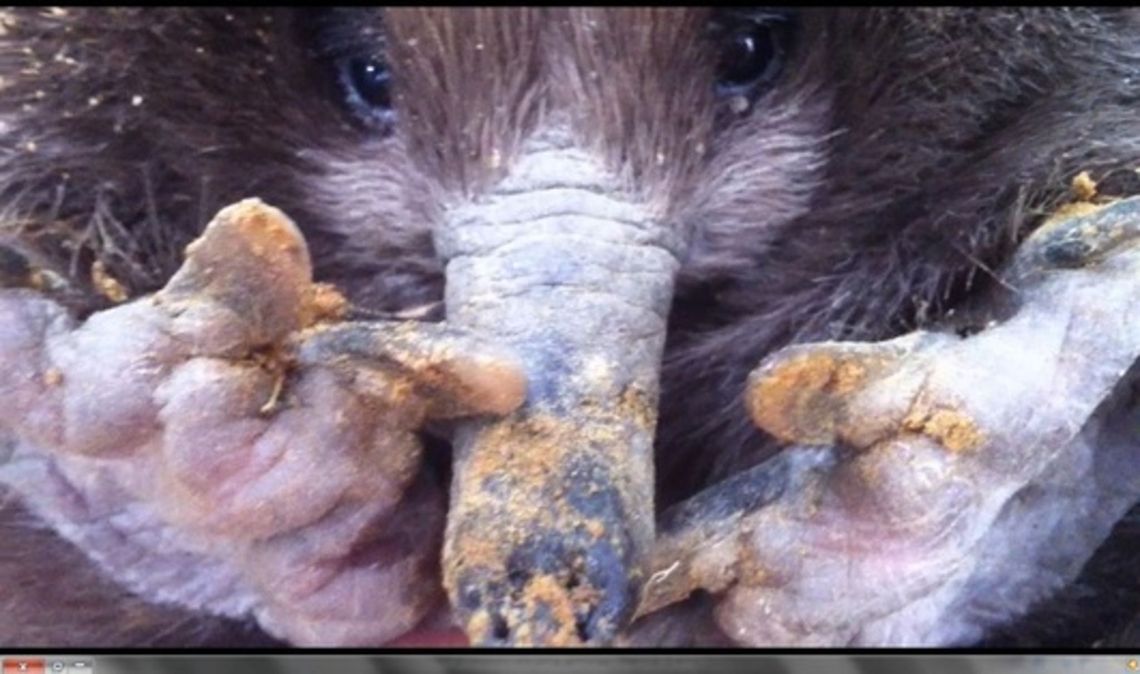 echidna  Australia,Geotagged,Short-beaked echidna,Tachyglossus aculeatus,Tasmania
