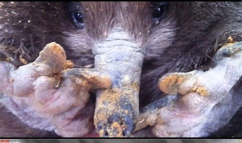 echidna  Australia,Geotagged,Short-beaked echidna,Tachyglossus aculeatus,Tasmania