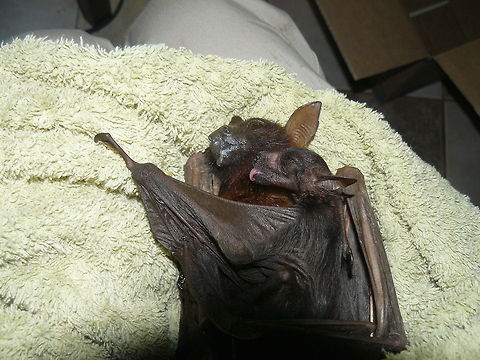 Rescued Red Flying Foxes  Australia,Geotagged,Little red flying fox,Pteropus scapulatus
