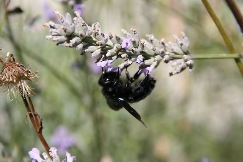 4b41e1fb656dfbb6b730de0bc1c372a0  Bombus