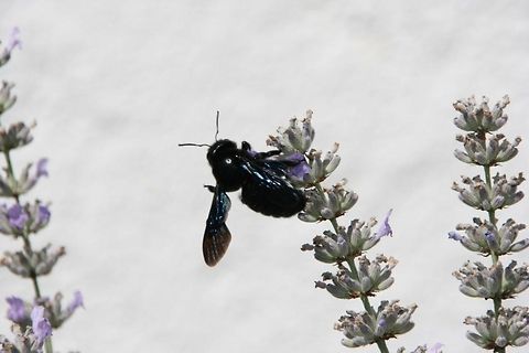 8b2ebedfe9bcd96ea4ae339754b11fc8  Bombus