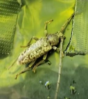 20220716_111139 Robust Oak Borer  Enaphalodes atomarius,Geotagged,Robust Oak Borer