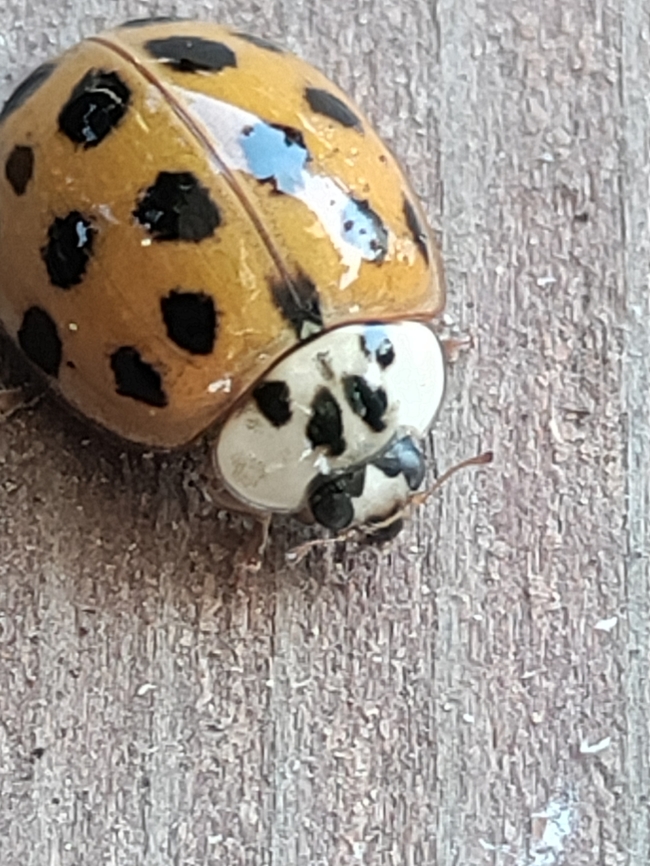 IMG_20220710_111442 Asian Ladybeetle Yellowish orange , 18-20 black spots and super cute little guy (or girl ? USA,Washington state