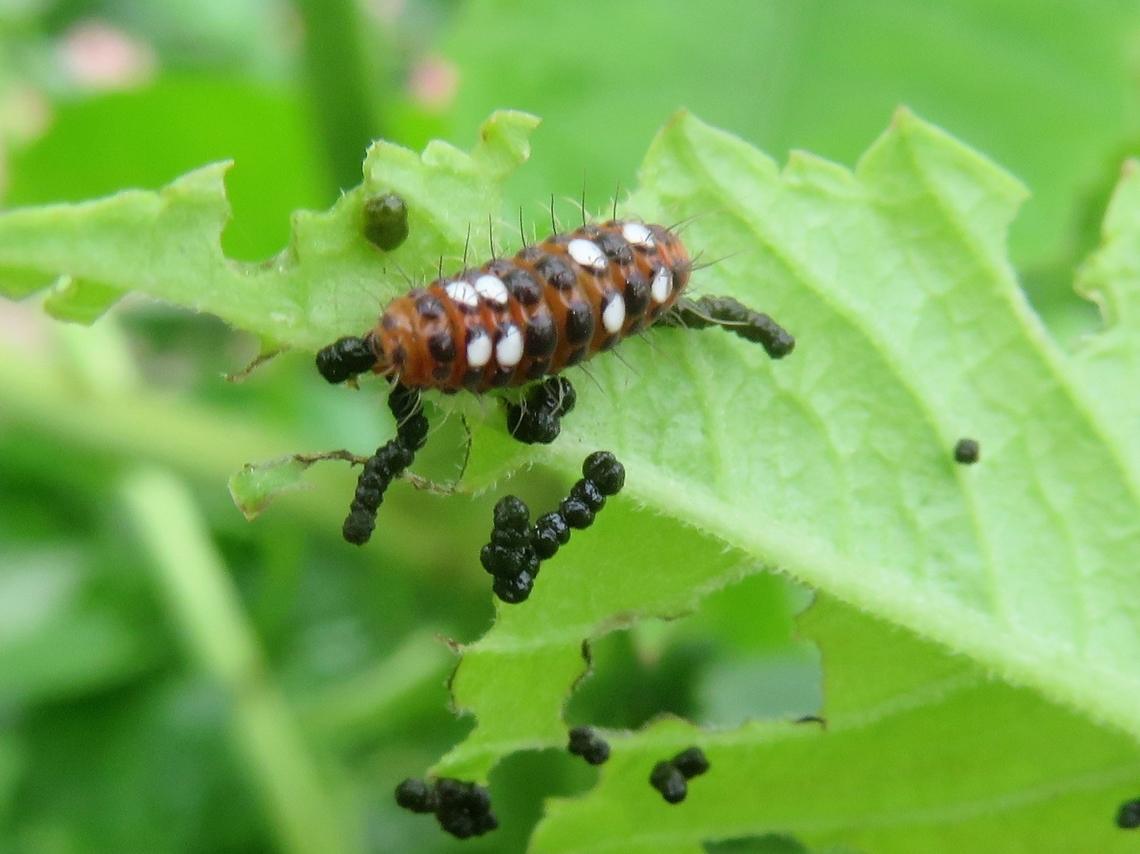 Unknown Caterpillar Found associated with a cluster of Amata sp. moths.<br />
Oval, reddish brown with black and white circular patches and bristles.<br />
It was on a wild Ricinus plant.<br />
I am hoping to get an ID, please. Geotagged,India,Summer