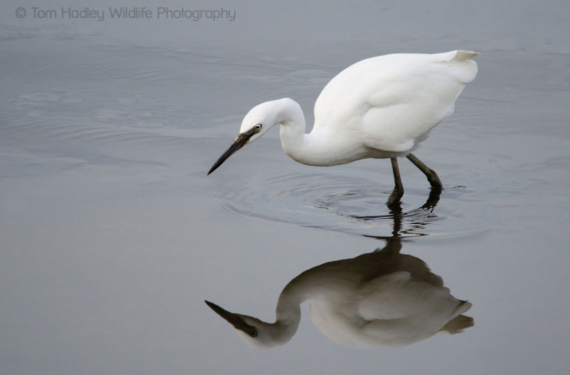 Little Egret Little Egret hunts in the shallows at Lower Test Wildlife Reserve, Southampton, UK.<br />
<br />
See more images like this at www.hadleywildlife.org.uk Birds,Egret,Egretta garzetta,Little Egret