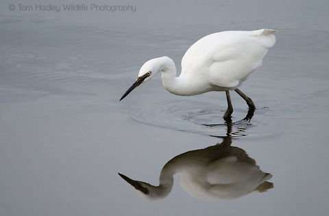 Little Egret Little Egret hunts in the shallows at Lower Test Wildlife Reserve, Southampton, UK.

See more images like this at www.hadleywildlife.org.uk Birds,Egret,Egretta garzetta,Little Egret