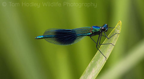Male Banded Demoiselle Damselfly Image shot at Testwood Lakes, Southampton Banded Demoiselle,Calopteryx splendens,Insects,Macro,Odonata,damselfly