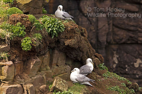 Fulmars nesting on Handa Island See more images like this at www.hadleywildlife.org.uk Aves,Birds,Fulmar,Fulmaris glacialis,Northern Fulmar,Seabirds