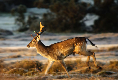 Fallow Buck runs across frozen heathland Amazing shot of a Fallow Deer bucks in the sunset as it walks across a frozen landscape. Dama dama,Fallow Deer,fallow deer,hampshire,new forest