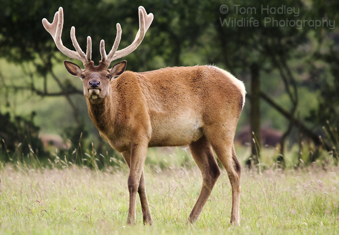 The Wapiti aka the North American Elk. Find out more about how you can see Elk and Bison in the UK here: <a href="http://www.hadleywildlife.org.uk/2011/wapiti-of-wiltshire/" rel="nofollow">http://www.hadleywildlife.org.uk/2011/wapiti-of-wiltshire/</a> Cervus canadensis,Deer,Elk,elk,wapiti