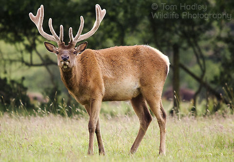 The Wapiti aka the North American Elk. Find out more about how you can see Elk and Bison in the UK here: http://www.hadleywildlife.org.uk/2011/wapiti-of-wiltshire/ Cervus canadensis,Deer,Elk,elk,wapiti