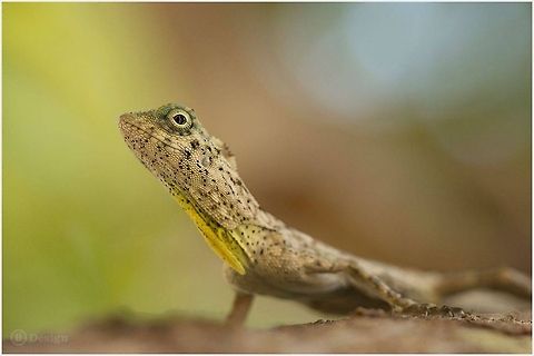 Barred or Narrow-Lined Flying Lizard Incredibly, this beautiful and shy animals live even on crowded beach between hundreds of tourists almost undetected.

&laquo;Draco taeniopterus&raquo; Male
Barred or Narrow-Lined Flying Lizard
Ao Nang Beach, Krabi &middot; Thailand
More Photos @ Facebook: fl Design Barred Flying Dragon,Draco taeniopterus,Flying Lizard,Thailand