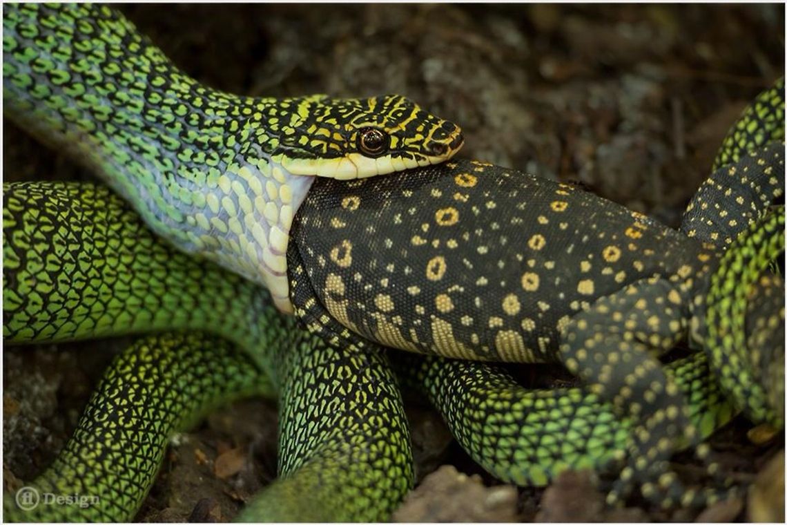 Lunchtime &laquo;Chrysopelea ornata&raquo; (Rear-fanged) Ornate Flying Snake<br />
is killing a young &laquo;Varanus salvator&raquo; Water MonitorBindenwaran<br />
Bangkok &middot; Thailand 2013<br />
<br />
More Photos@Facebook: fl Design &middot; <a href="http://fldesign.info/fldesign.html" rel="nofollow">http://fldesign.info/fldesign.html</a> Bangkok,Chrysopelea ornata,Thailand
