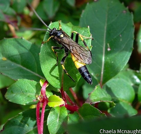 Ichneumon wasp I spotted this hanging out on the fuschia the other day. I haven’t seen one before but I think it may be an ichneumon wasp  Geotagged,United Kingdom,Wasp,entomology,ichneumon,insect,scotland