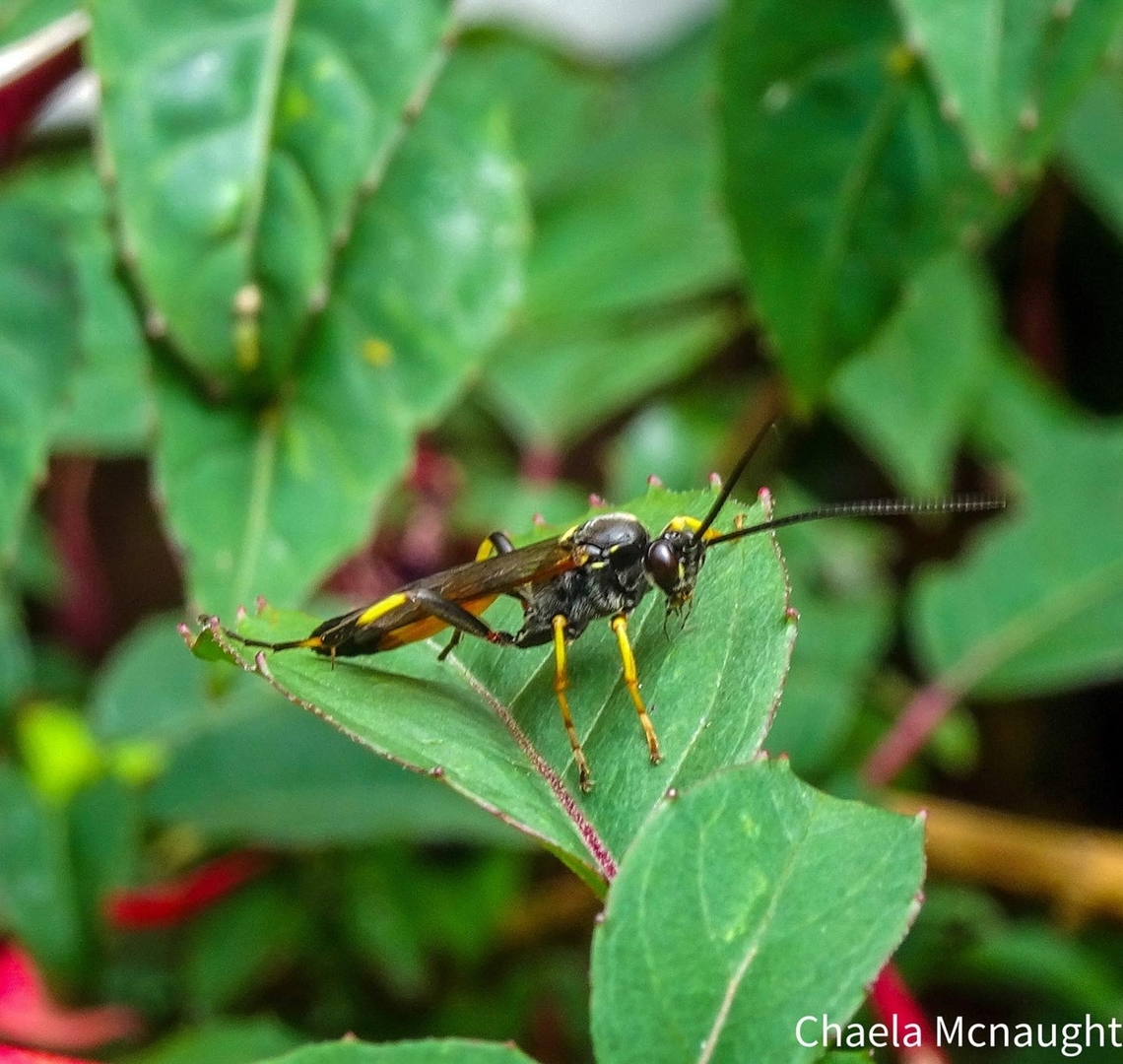 Ichneumon wasp? I spotted this hanging out on the fuschia the other day. I haven&rsquo;t seen one before but I think it may be an ichneumon wasp Insects,Macro,Macro Garden,Scotland,Wasp,flowering plant,flying insect,ichneumon,insect,nature