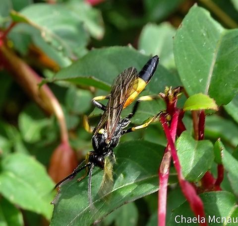Ichneumon ?  Leaves,Wasp,entomology,flowering plant,flying insects,ichneumon,insect