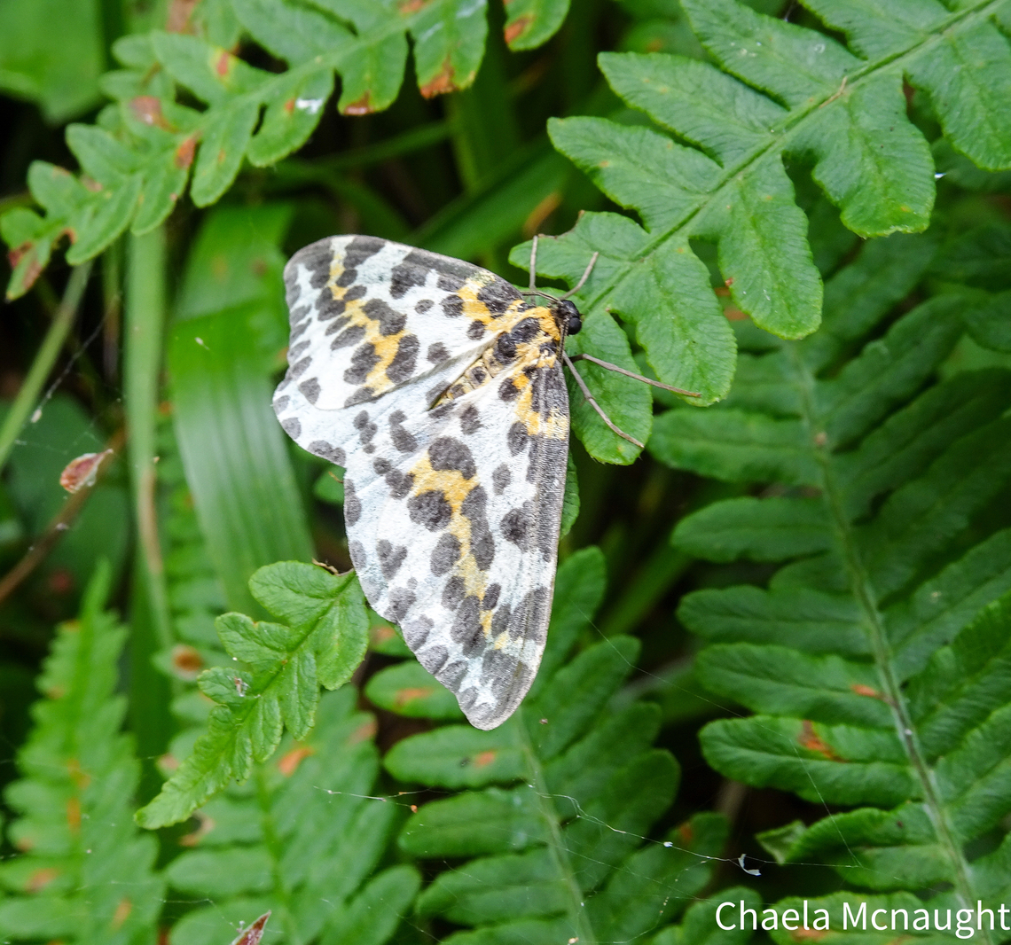 Magpie moth       Magpie moth spotted by the river                           Abraxas grossulariata,Magpie,Magpie moth,National Moth Week 2022,Protoploea apatela,Summer,United Kingdom,Wildlife,insect,leaves,magpiemoth,moth,moth week 2022