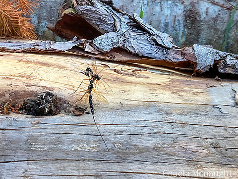 Sabre wasp Geotagged,Rhyssa persuasoria,Scotland,Summer,United Kingdom,ichneumon,insects,wasp