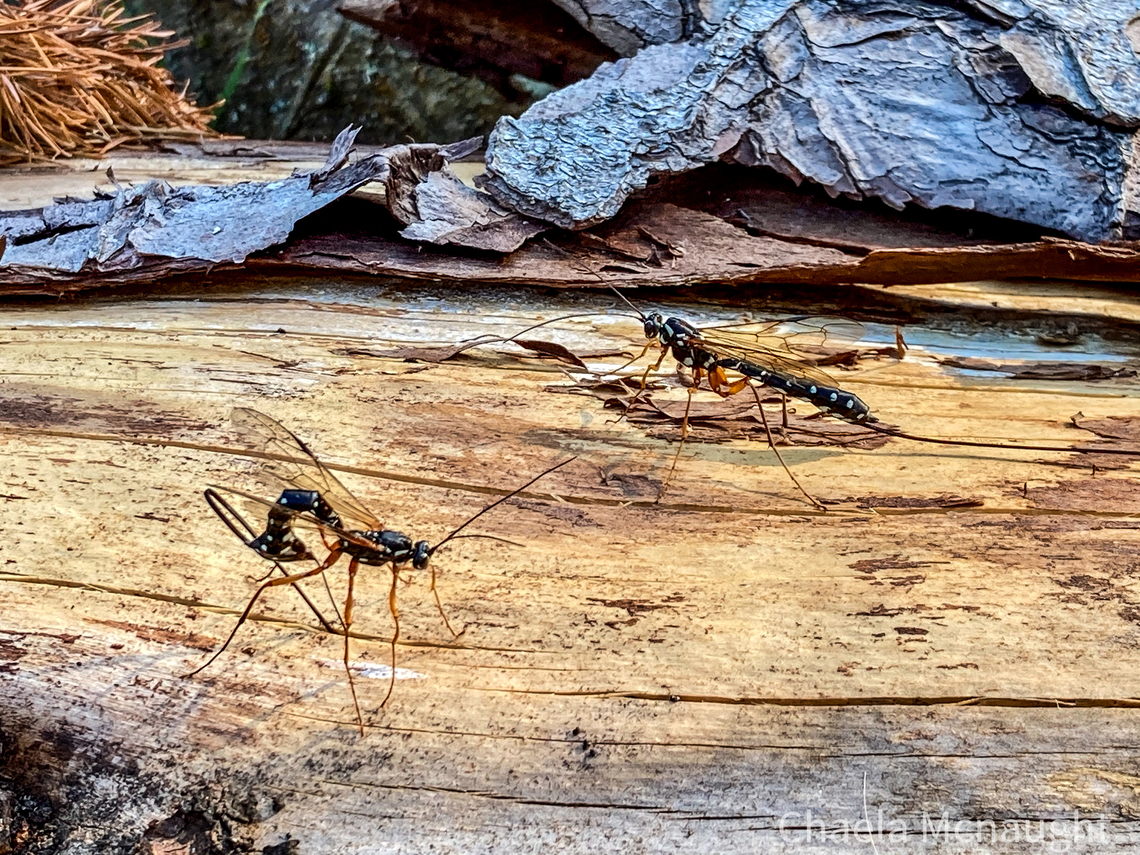 Sabre wasp Sabre wasp, giant ichneumon in the woodland a couple of summers ago on my phone  Geotagged,Rhyssa persuasoria,Sabre Wasp,Scotland,Summer,United Kingdom,ichneumon,insects,nature,wasps,wildlife,woodland