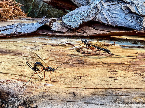 Sabre wasp Sabre wasp, giant ichneumon in the woodland a couple of summers ago on my phone  Geotagged,Rhyssa persuasoria,Sabre Wasp,Scotland,Summer,United Kingdom,ichneumon,insects,nature,wasps,wildlife,woodland