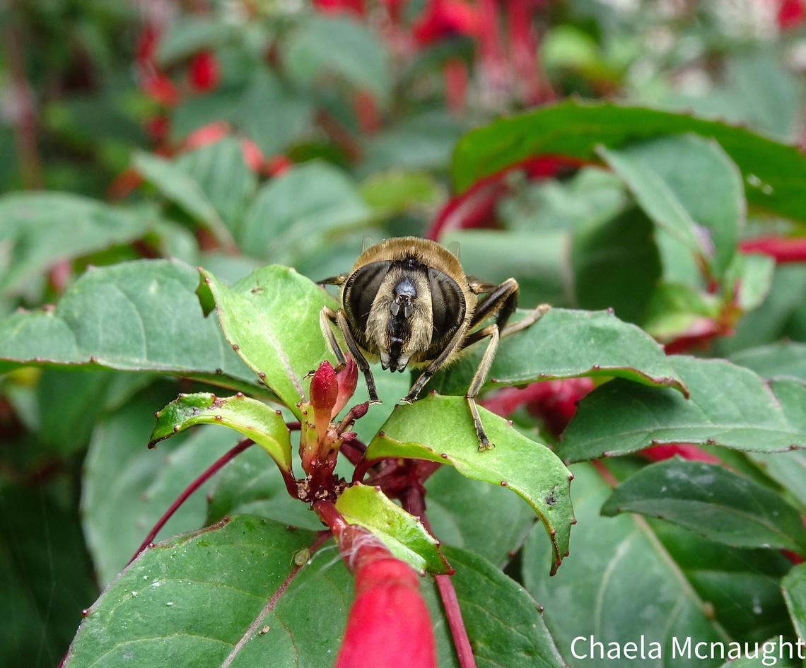 Common drone fly                                 Common Drone Fly,Eristalis tenax,Geotagged,Scotland,Summer,United Kingdom,hoverfly,wildlife photography