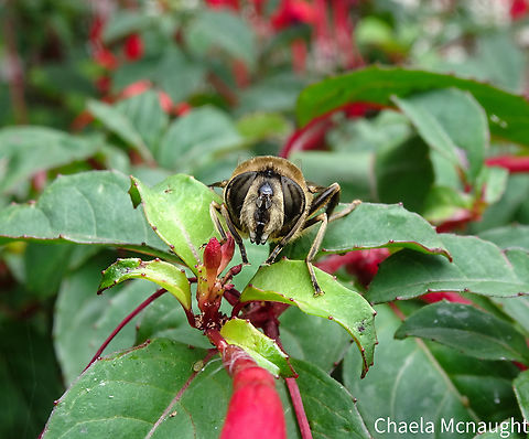 Common drone fly                                 Common Drone Fly,Eristalis tenax,Geotagged,Scotland,Summer,United Kingdom,hoverfly,wildlife photography