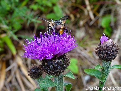 Volucella pellucens - Great pied hoverfly Volucella pellucens (pellucid fly) enjoying the thistles by the river, picture taken 22 July 2022 Averon River, Alness , Highlands Geotagged,Pellucid Hover Fly,Scotland,United Kingdom,Volucella pellucens,flower,hoverfly,insect,nature,thistle,wildlife