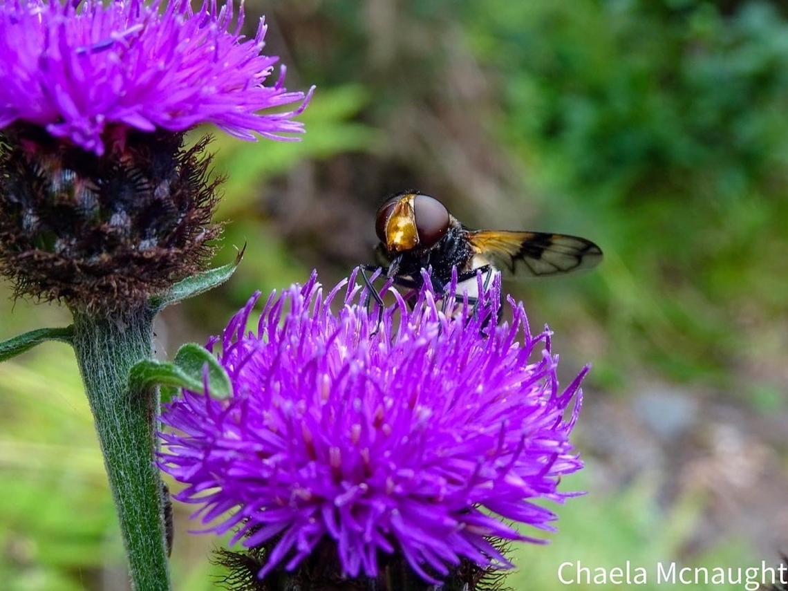 Volucella pellucens Volucella pellucens (pellucid fly) enjoying the thistles by the river, Alness , Highlands Pellucid Hover Fly,Scotland,Thistle,Volucella pellucens,hoverfly,nature