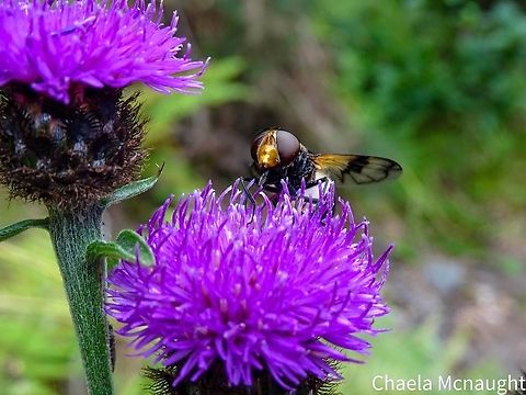 Volucella pellucens Volucella pellucens (pellucid fly) enjoying the thistles by the river, Alness , Highlands Pellucid Hover Fly,Scotland,Thistle,Volucella pellucens,hoverfly,nature