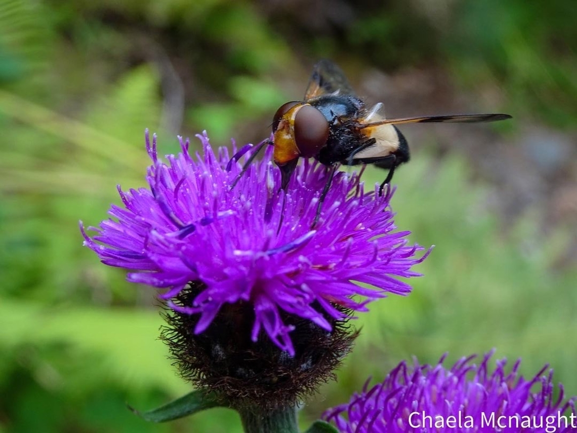 Volucella pellucens  Pellucid Hover Fly,Scotland,Volucella pellucens,entomology,hoverfly,thistle