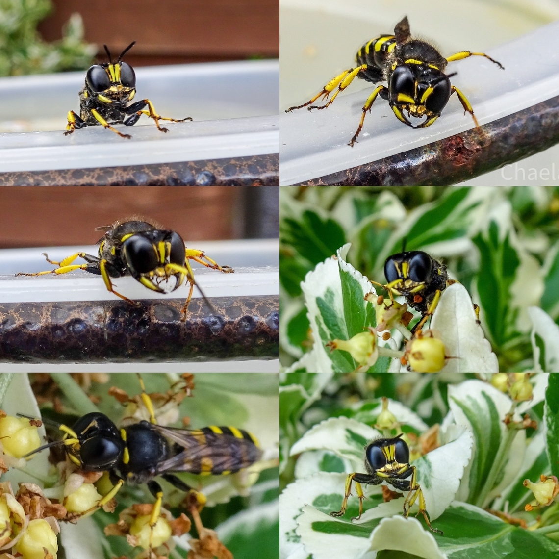 Ectemnius sp - Digger wasp Rescued from the bird bath in my mums garden.  Ectemnius scaber,Ectemnius sp,Geotagged,Hymenoptera,Scotland,United Kingdom