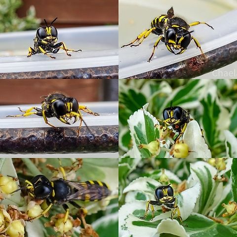 Ectemnius sp - Digger wasp Rescued from the bird bath in my mums garden.  Ectemnius scaber,Ectemnius sp,Geotagged,Hymenoptera,Scotland,United Kingdom
