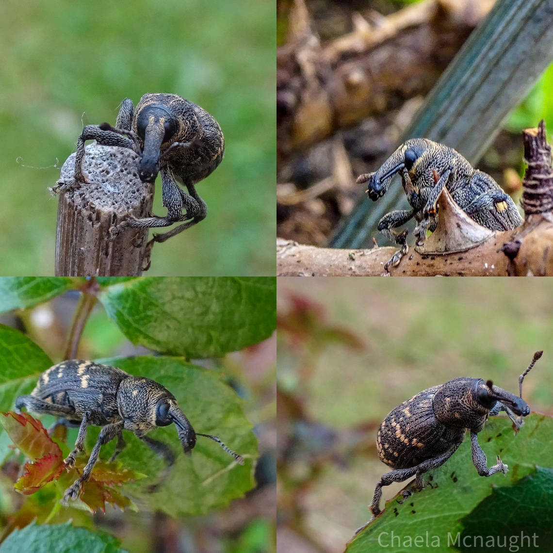 Weevil  Geotagged,Snout Beetle,United Kingdom,weevil