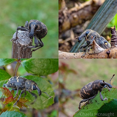 Weevil  Geotagged,Snout Beetle,United Kingdom,weevil