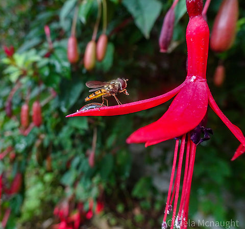 Episyrphus Balteatus Marmalade hoverfly enjoying the fuschia                            Episyrphus balteatus,Geotagged,Marmalade Hover Fly,Summer,United Kingdom