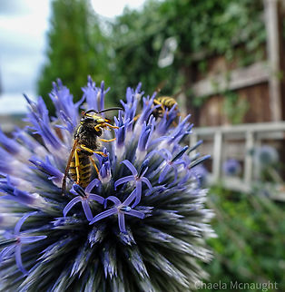 Wasps                                 Echinops ritro,Geotagged,Insects,Scotland,Summer,United Kingdom,Wasp,flower,flowering plant,globe thistle,nature,wildlife