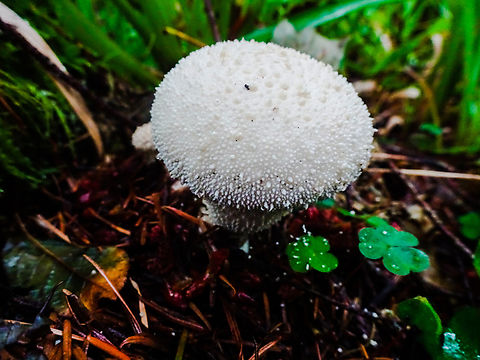 Common puffball mushroom  Common puffball,Geotagged,Lycoperdon perlatum,Summer,United Kingdom