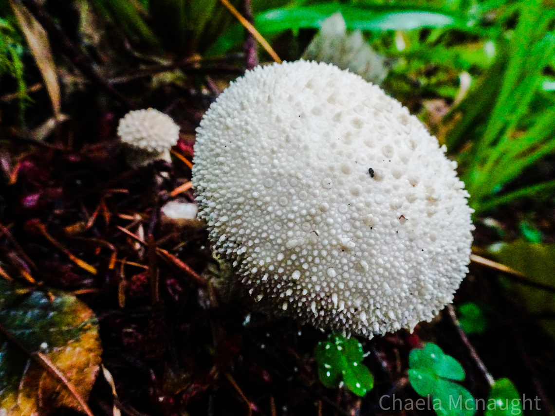 Common puffball                                 Common puffball,Geotagged,Lycoperdon perlatum,Summer,United Kingdom