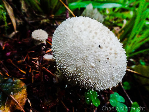 Common puffball                                 Common puffball,Geotagged,Lycoperdon perlatum,Summer,United Kingdom