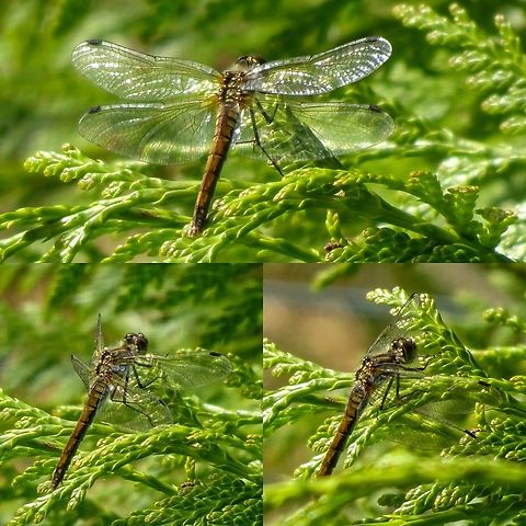 Damselfly- common darter?  Geotagged,Scotland,United Kingdom,damselfly
