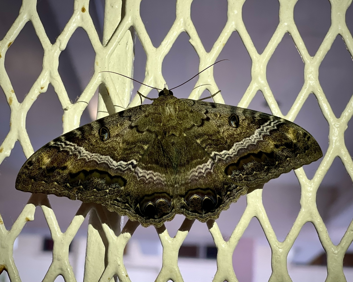 Black Witch Moth — Ascalapha odorata  Ascalapha odorata,Geotagged,Hawai’i,National Moth Week 2022,Summer,United States,black witch,female,moth week 2022