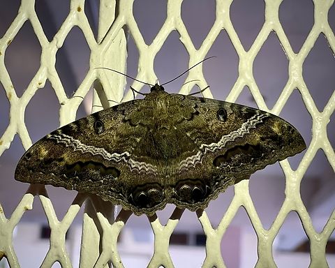 Black Witch Moth &mdash; Ascalapha odorata  Ascalapha odorata,Geotagged,Hawai&rsquo;i,National Moth Week 2022,Summer,United States,black witch,female,moth week 2022