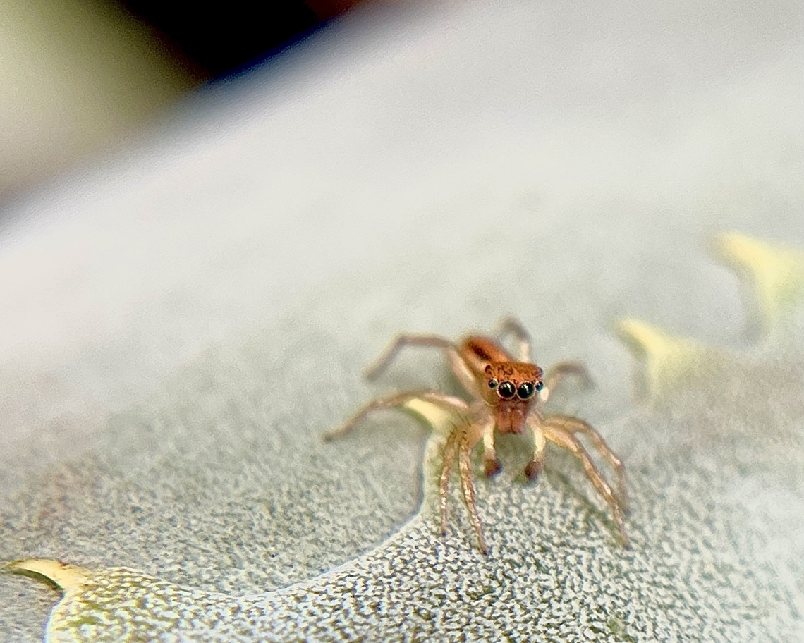 Lami Beach Northern Jumping Spider — Cosmophasis lami  Cosmophasis lami,Geotagged,Hawai’i,Jumping Spider,United States