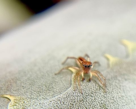 Lami Beach Northern Jumping Spider — Cosmophasis lami  Cosmophasis lami,Geotagged,Hawai’i,Jumping Spider,United States