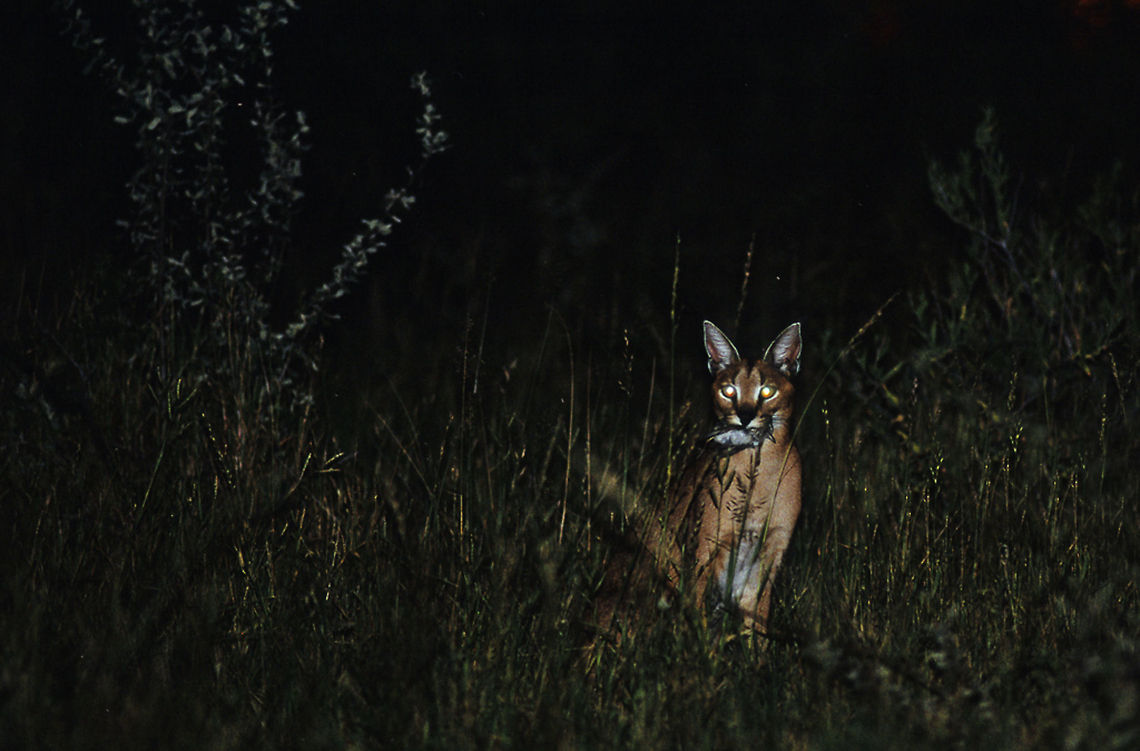 Caracal Birdcatcher  A caracal with a bird which it caught before the sun set down. These very elusive cats can jump up to three meters into the air to catch birds in mid-flight - amazing. Caracal,Caracal caracal,birds,caracal,etosha,hunter,night