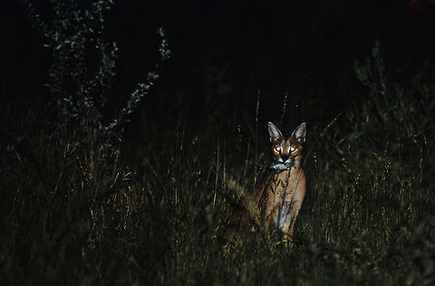 Caracal Birdcatcher  A caracal with a bird which it caught before the sun set down. These very elusive cats can jump up to three meters into the air to catch birds in mid-flight - amazing. Caracal,Caracal caracal,birds,caracal,etosha,hunter,night