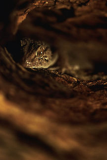 Lizards Hiding I love lizards, as a boy my room was filled with terrariums and my favorite past time was catching insects for my roommates. This Bibroni's gecko was hiding under a bark, not really pleased with me shining my torch into its hiding place. bibronii,etosha,gecko,hiding,night